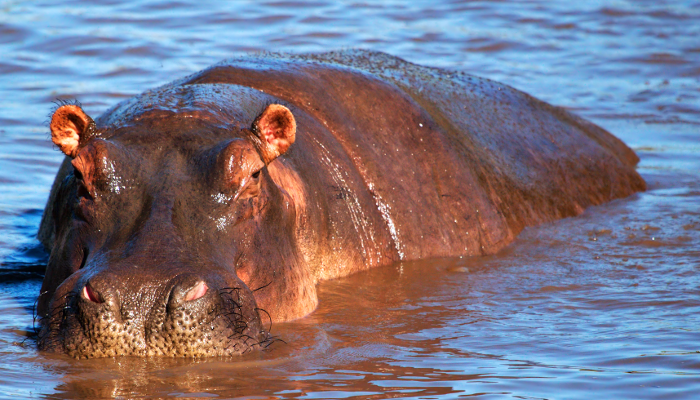 Becoming a HiPPO Hunter